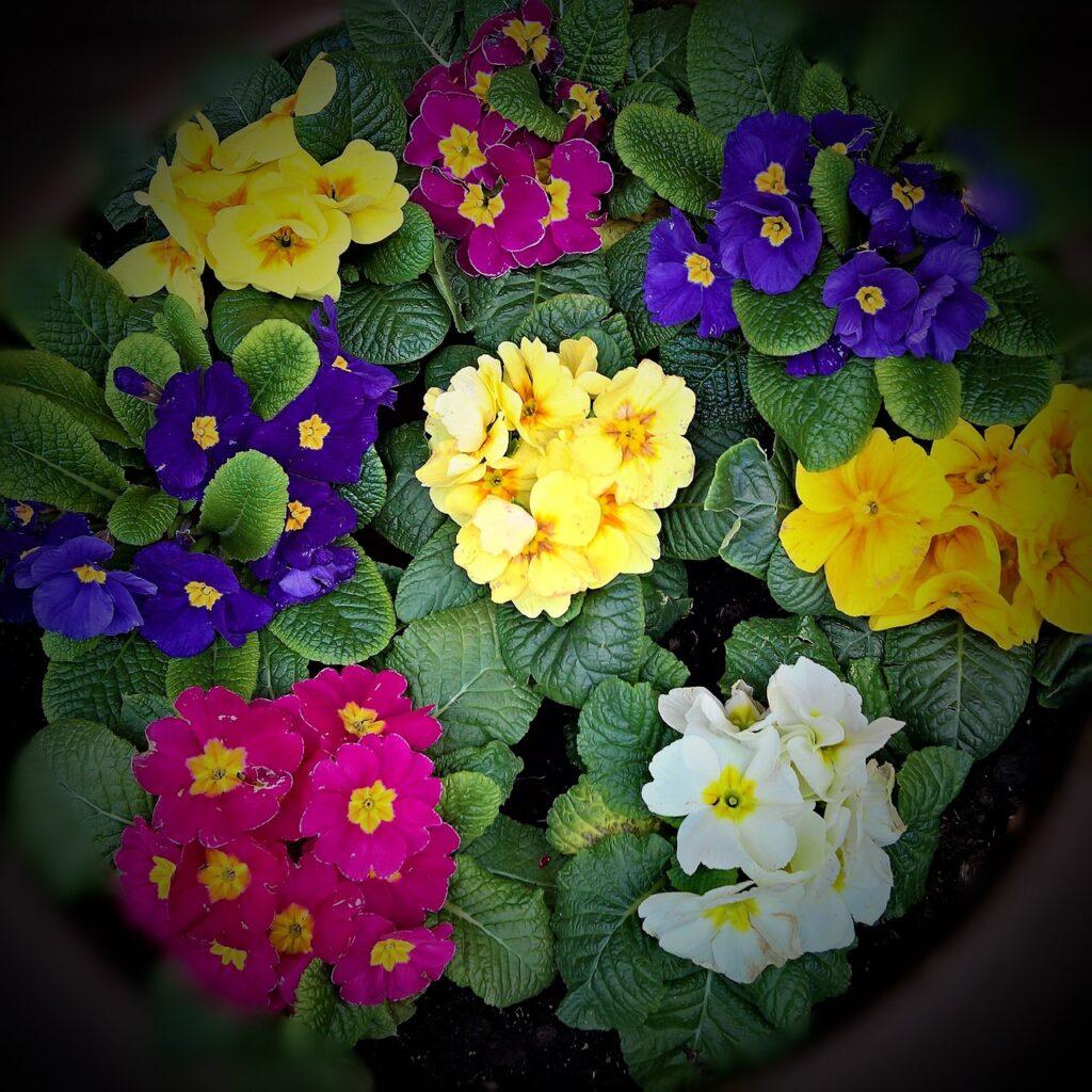 spring-flowers-2151711_1280